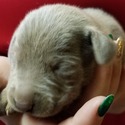 QC Weimaraners