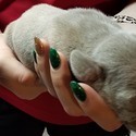 QC Weimaraners