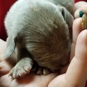 QC Weimaraners