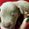 QC Weimaraners