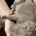 QC Weimaraners