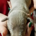 QC Weimaraners