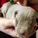 QC Weimaraners