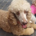 Paragon Puppies-Poodles and Doodles of Clarks Hill