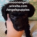 Angel's Maltese & Poodle Puppies