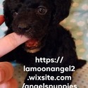Angel's Maltese & Poodle Puppies