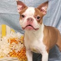 Pawprints Boston Terriers