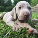 Fall Creek Kennel