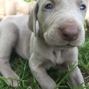Fall Creek Kennel