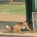 Khars Malinois