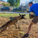 Khars Malinois