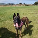 Khars Malinois