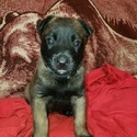 Khars Malinois