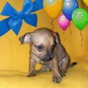 Southern Pryde Kennels