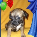 Southern Pryde Kennels