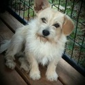 Southern Pryde Kennels