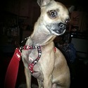 Southern Pryde Kennels