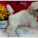 Posay Miniature Poodles