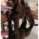 Posay Miniature Poodles