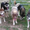 Blue Eyed Louisiana Huskies in the Ruff, LLC