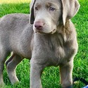 Country Silver Labs