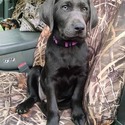 Country Silver Labs