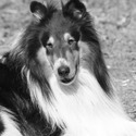 Harmony Hill Collies