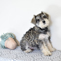 Sputnik Schnauzers