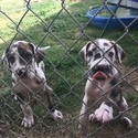 Cunningham's Danes