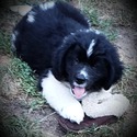 Northern Comfort Nunica Newfoundlands