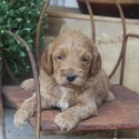 Beautiful Pups