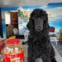 La Marka Standard Poodles