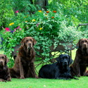 Petiwy Labradors