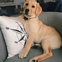 Simpson’s Labrador Retrievers