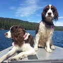 High 'N Dry Farm English Springer Spaniels