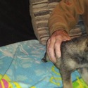 Triple D German Shepherds