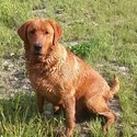 Rainy Lake Labrador Retrieve