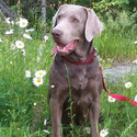 Rainy Lake Labrador Retrieve