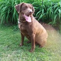 Rainy Lake Labrador Retrieve