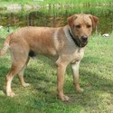 Rainy Lake Labrador Retrieve