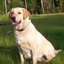 Rainy Lake Labrador Retrieve