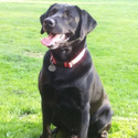 Rainy Lake Labrador Retrieve
