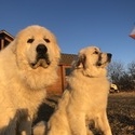 Sunset Creek Farm & Denali Peak Pyrenees