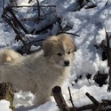 Sunset Creek Farm & Denali Peak Pyrenees