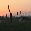 Sunset Creek Farm & Denali Peak Pyrenees