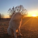 Sunset Creek Farm & Denali Peak Pyrenees