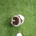 puppies for sale