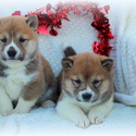 Byler's puppies