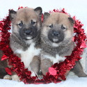Byler's puppies