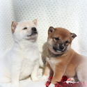 Byler's puppies